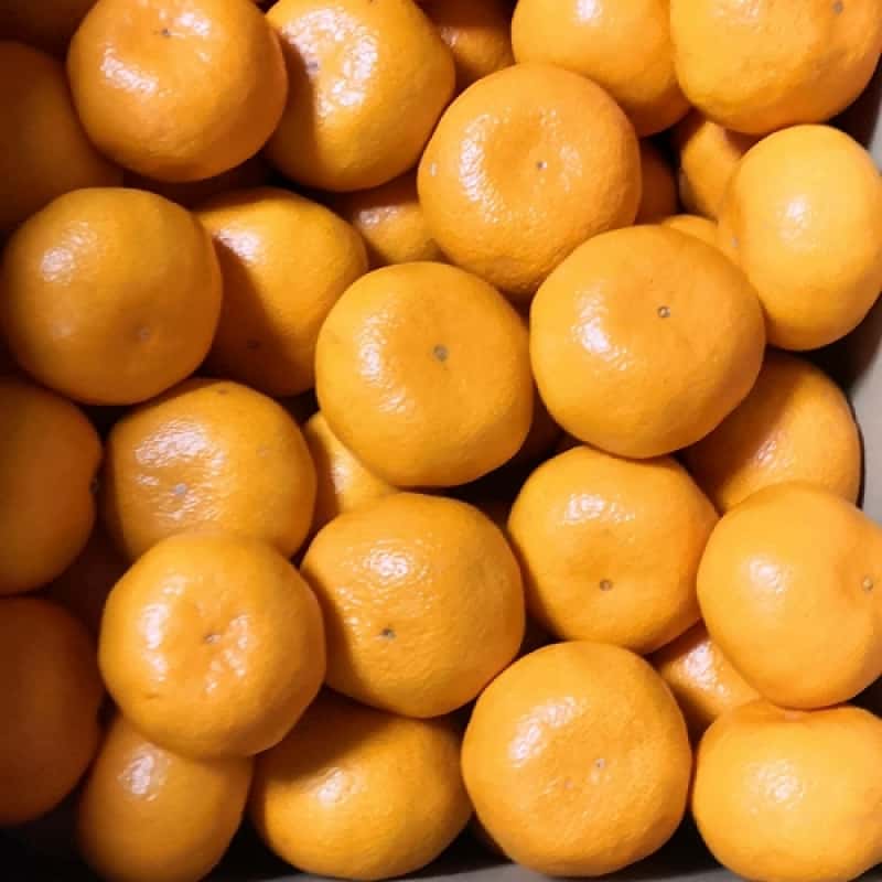 通販でみかんを買う際のポイント！農家直送の選び方や届いた後の保存方法