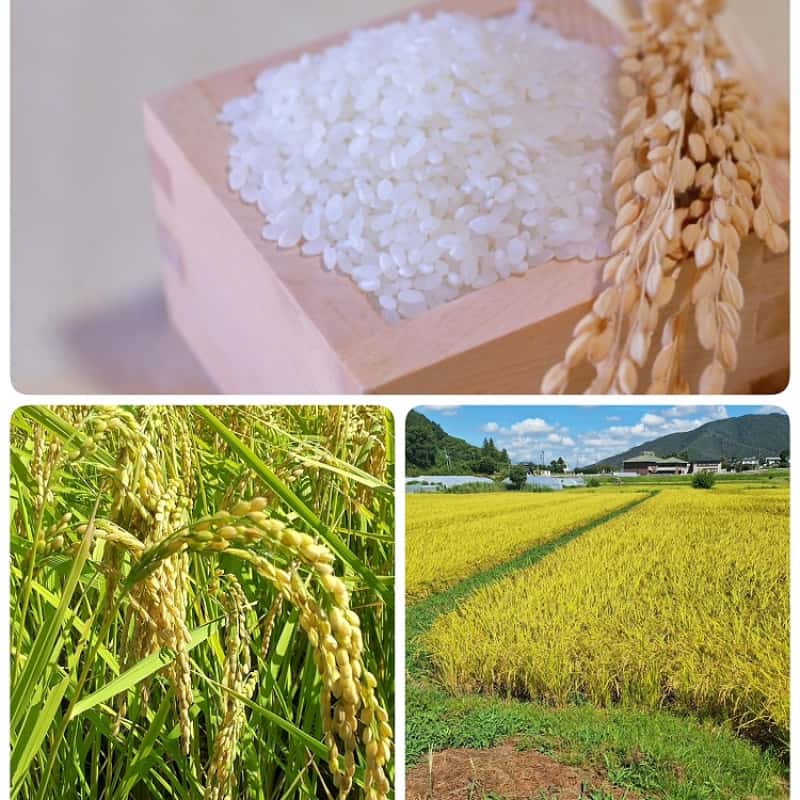 米の通販で失敗しない選び方｜農家直送のメリットや注意点を解説