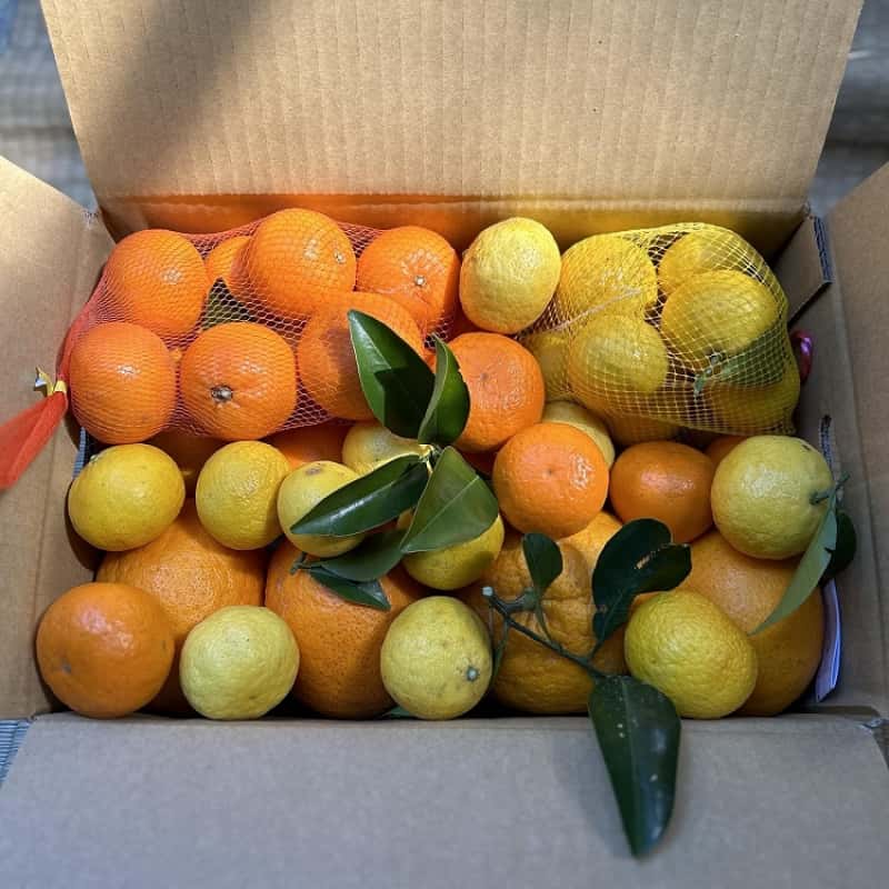 【旬の果物カレンダー】通販・お取り寄せで失敗しない選び方と保存法