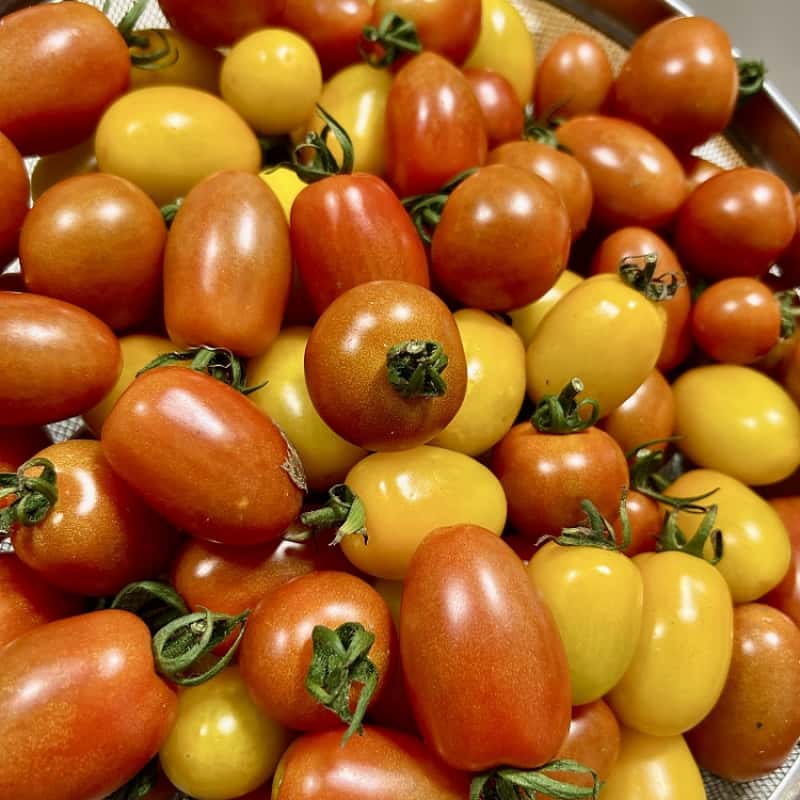 トマトの種類と特徴を比較｜甘さ・用途別おすすめ品種ガイド 