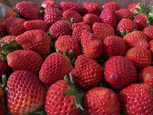 通販でいちごを買う際の選び方や届いた後の保存方法などを解説