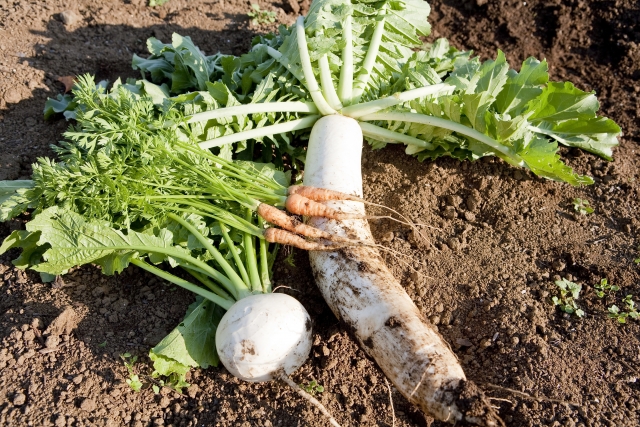 規格外野菜って実際どうなの？メリットや購入できる場所を解説