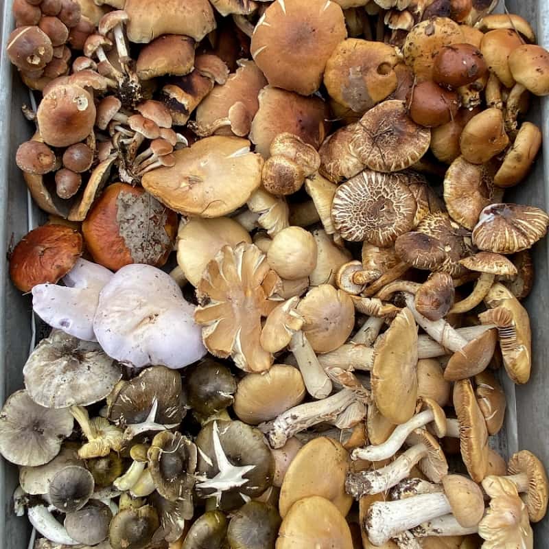 山菜の種類一覧｜春夏秋の代表・旬・特徴・食べ方をわかりやすく解説