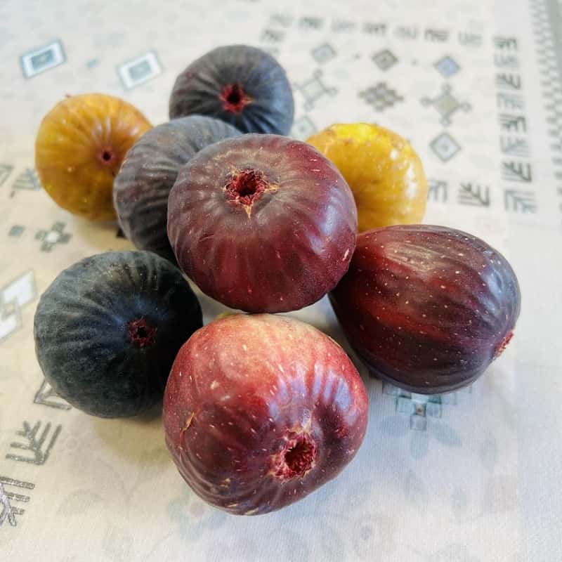 いちじくの種類完全ガイド｜定番品種や希少品種の違いを比較