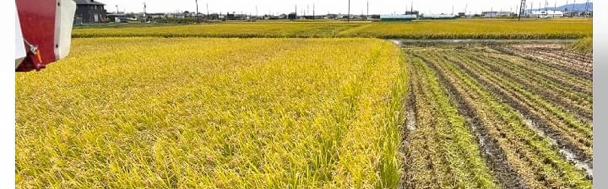 川瀬ファーム - 岐阜県岐阜市｜【ゴヒイキ】生産者直送！食材ネット通販