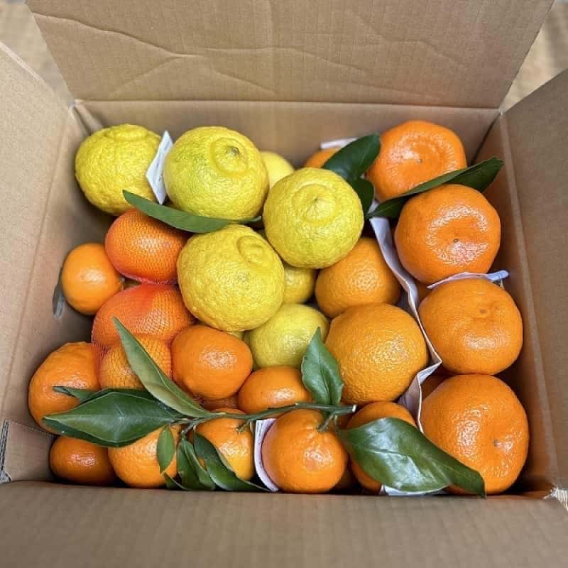 湯河原みかん　無農薬　２０Kg ７０００円 湯河原みかん 無農薬 20Kg 7000円 Amazon.co.jp: 10kg 訳