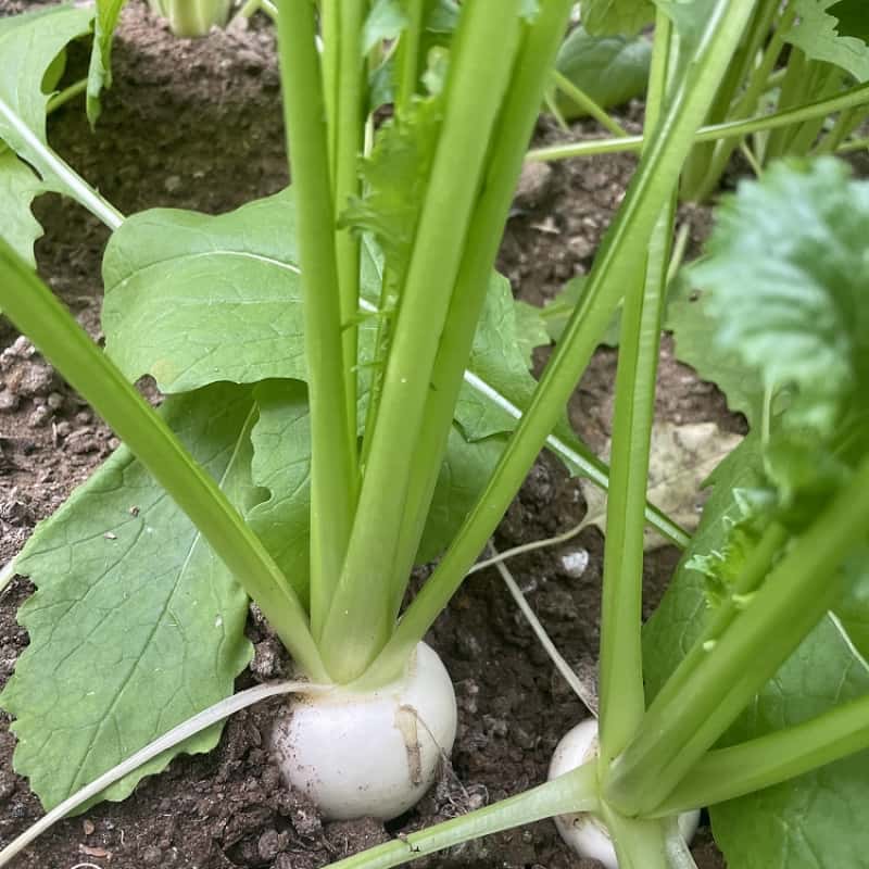 新品種♪ 採りたて新鮮！生で頂ける　柔らかくて美味しい！白い茎ホワイト空芯菜