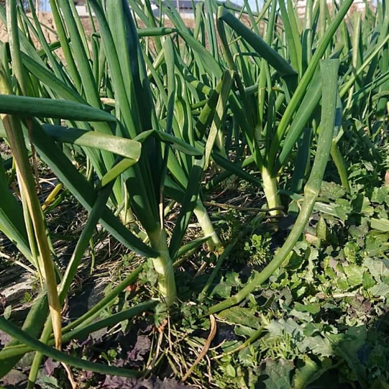 自然栽培固定種在来種専門農家Awaji369farm - 兵庫県洲本市｜【ゴヒイキ】生産者直送！食材ネット通販