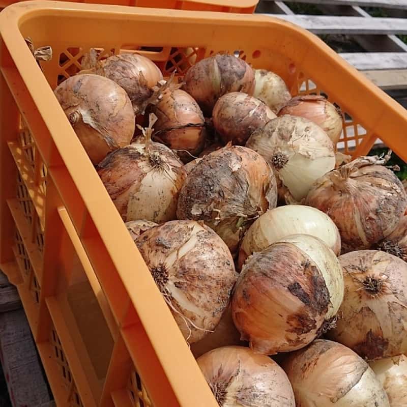 バリトマトの種(自然栽培・固定種) バリトマトの種(自然栽培・固定種) バリトマトの種(自然栽培・固定種