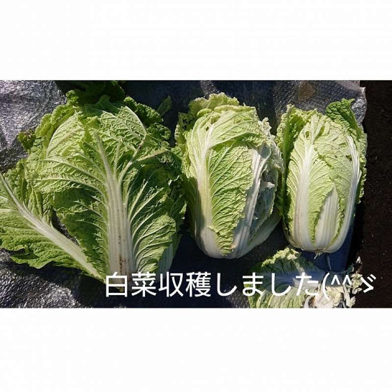 自然栽培 固定種 在来種 農薬完全不使 無肥料栽培 自然農法 夏