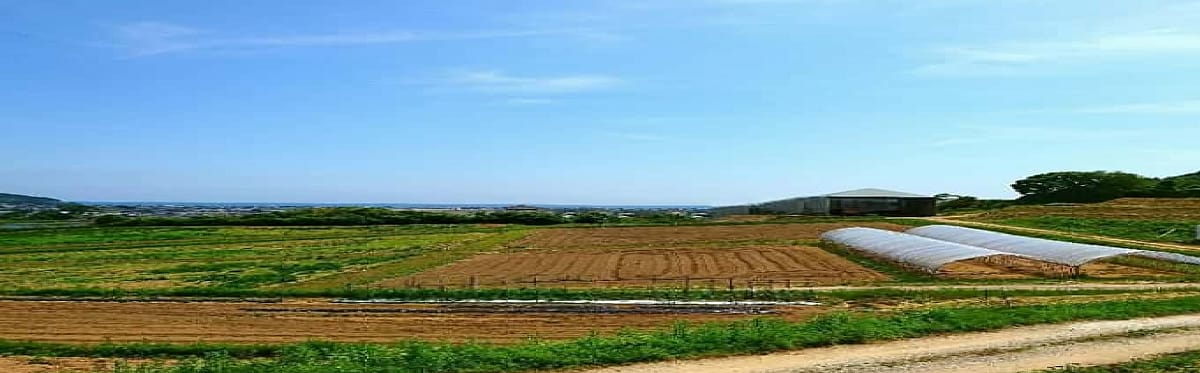 葉っぱ舎（はっぱや） - 香川県木田郡｜【ゴヒイキ】農家直送！野菜